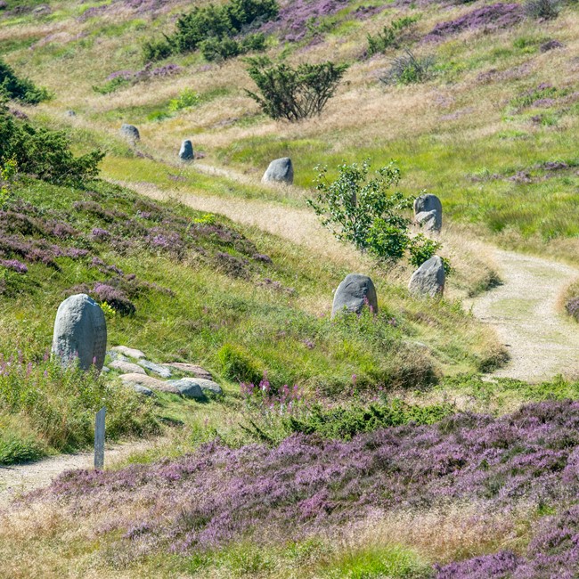 kongenshus-hede-mindepark-viborg-foto-jesper-maagaard.jpg