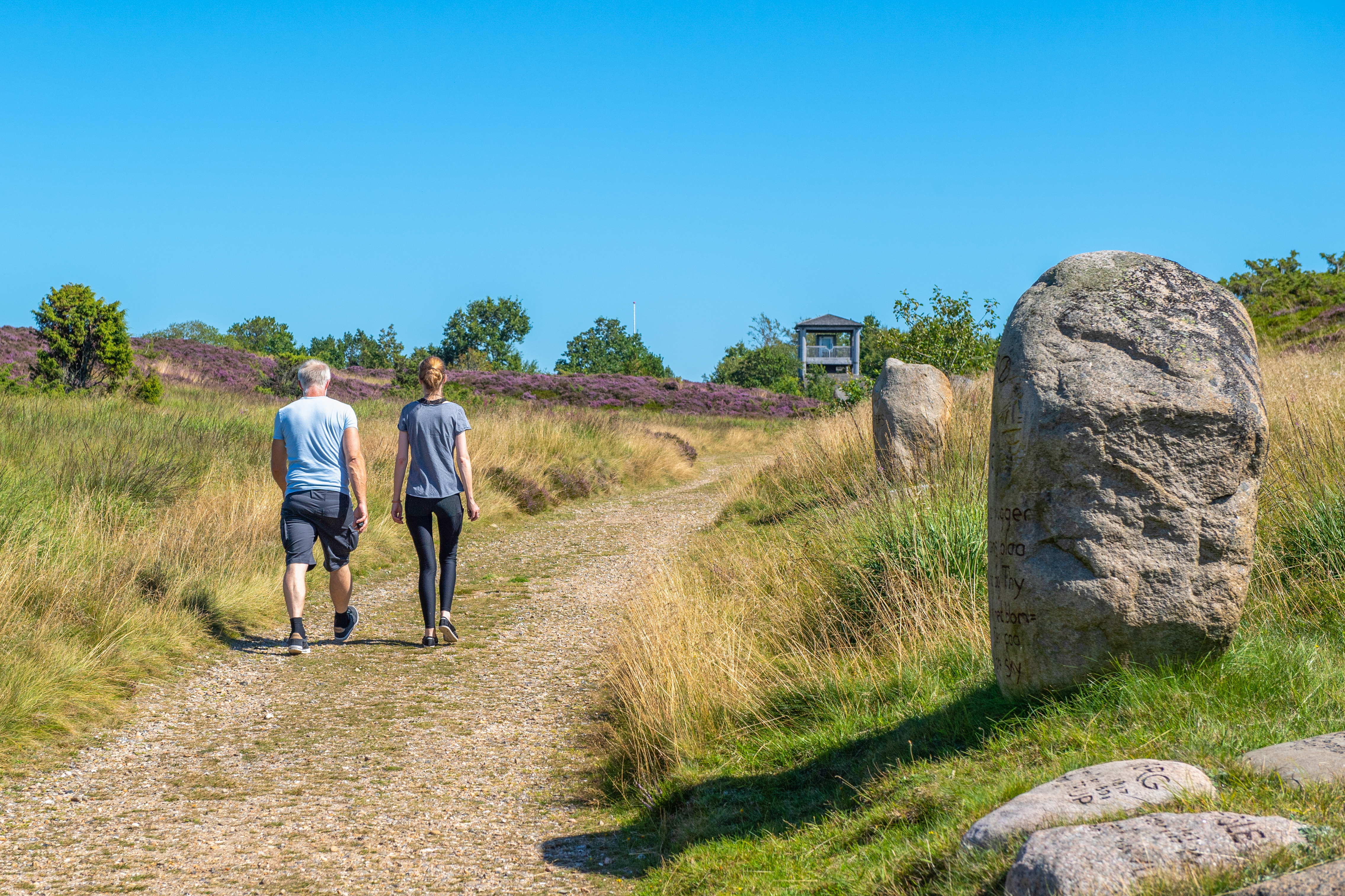 Kongenhus hede og minepark med lyng Foto Jesper Maagaard_6.jpg