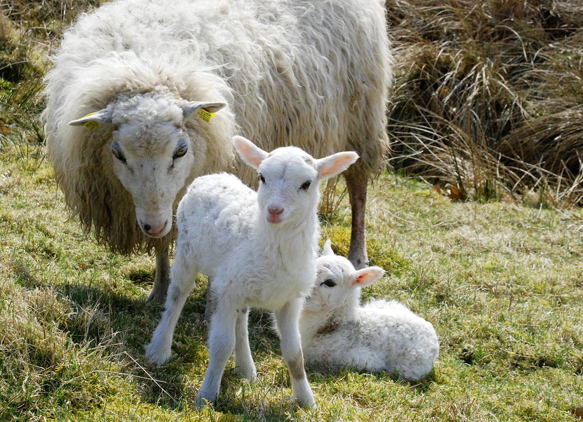 Ulddag_får_1200 px-min.jpg